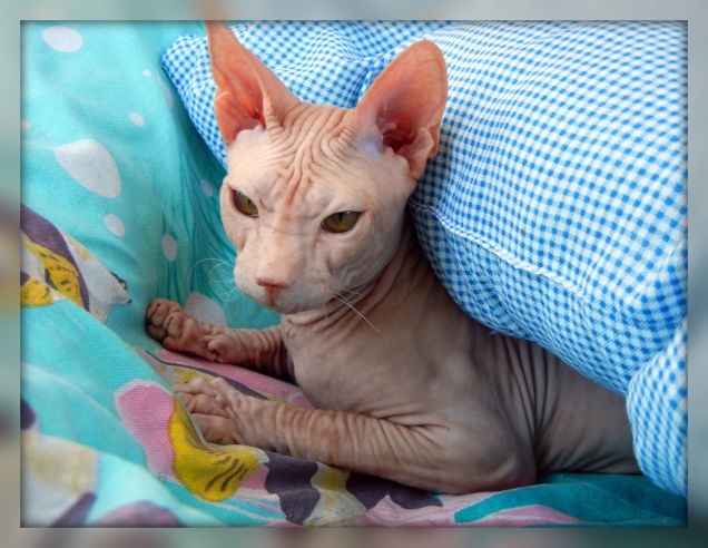 Winni il mio amato Don Sphynx