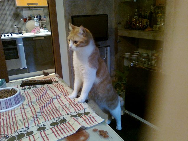 Allora, &Atilde;&uml; pronto o no??