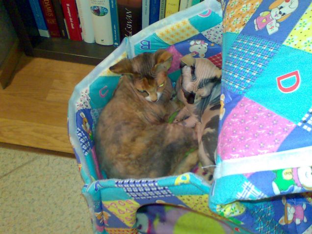 Insieme nella casina