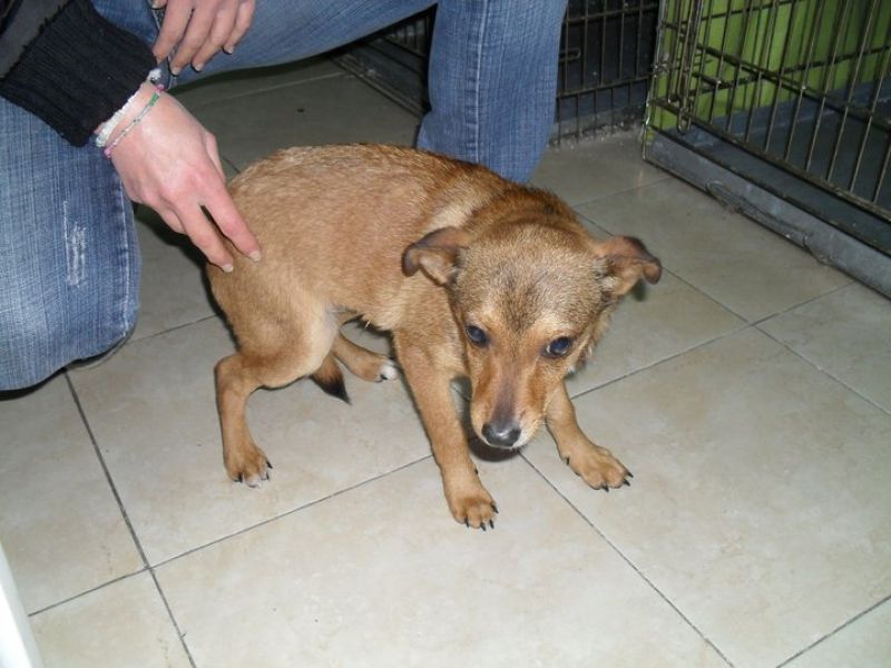 cucciolo taglia piccola (simil pinscher)