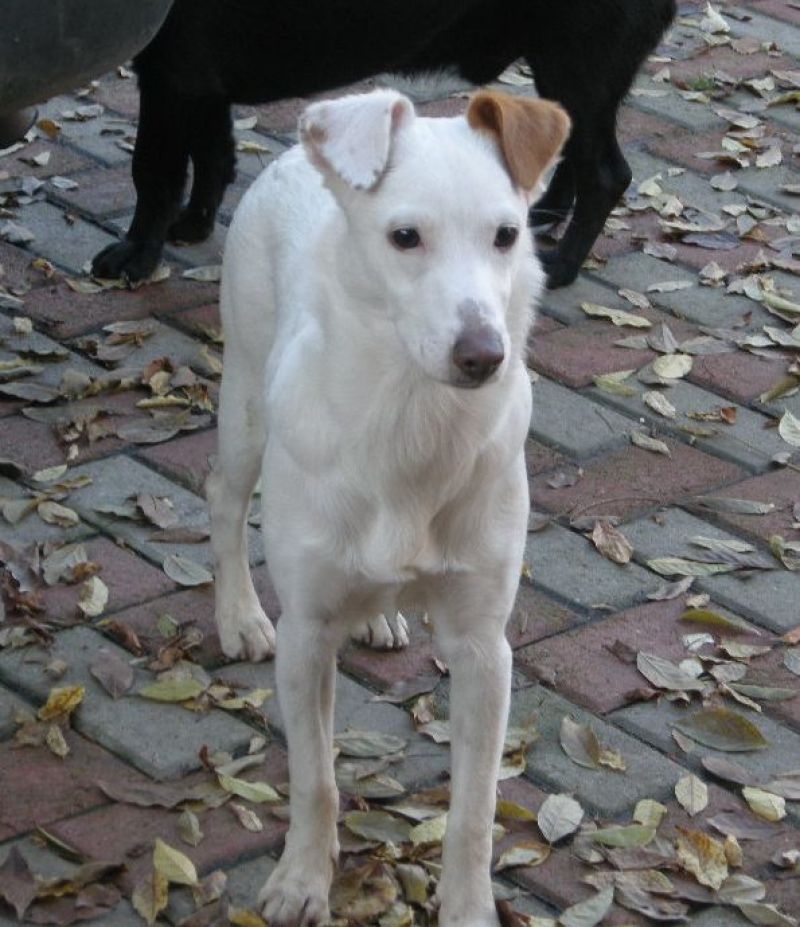 Oscar cucciolo taglia medio contenuta