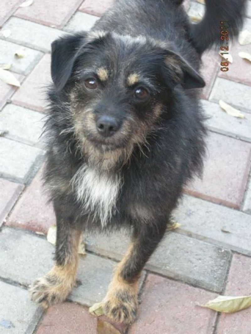 Bute cucciolo taglia piccola