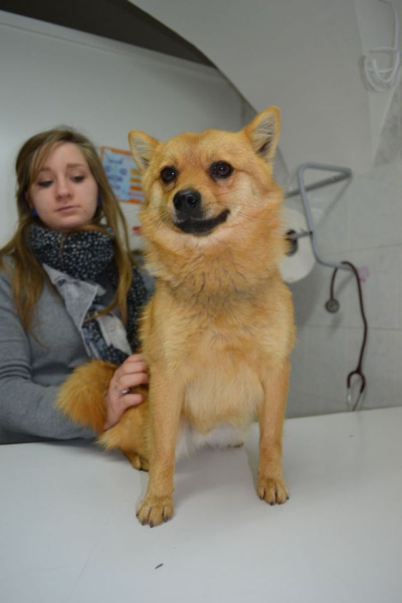 Moon cagnolinoo taglia mini cerca famiglia