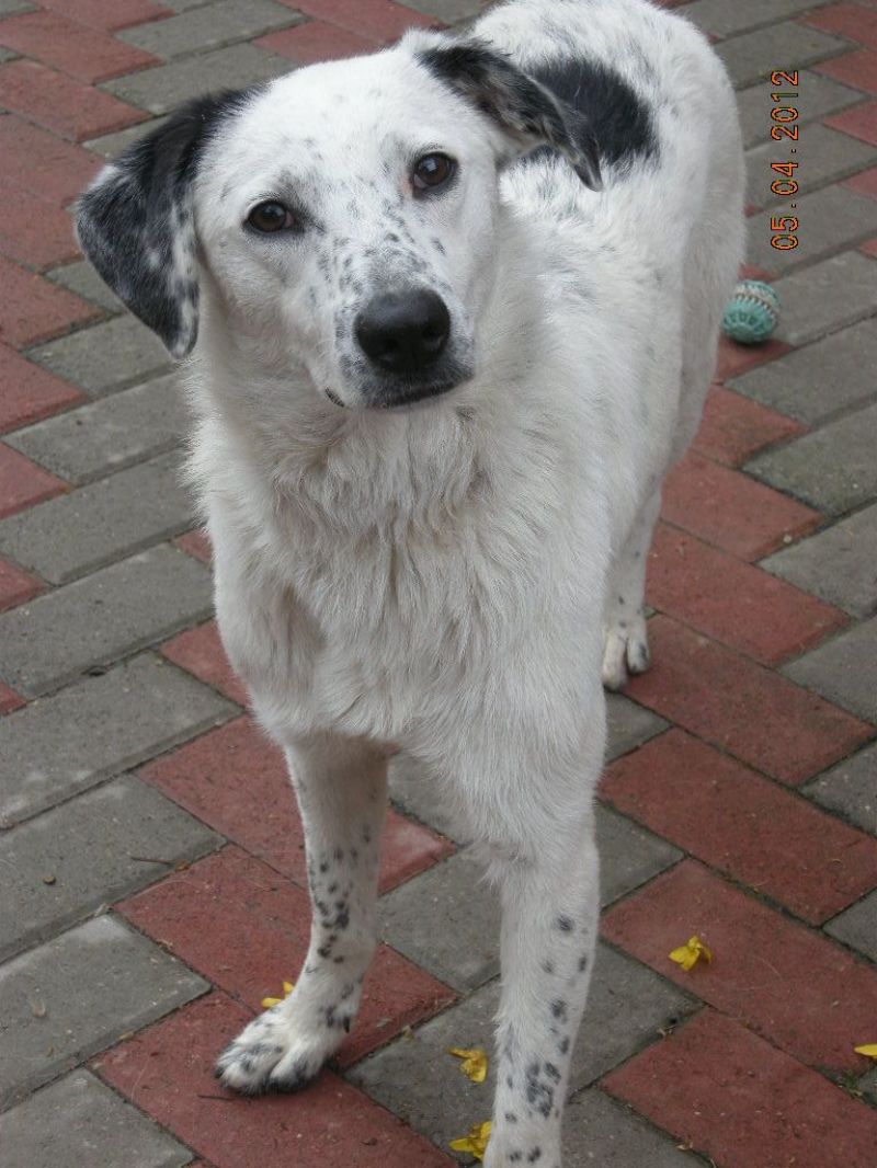 jinny cucciolona taglia media