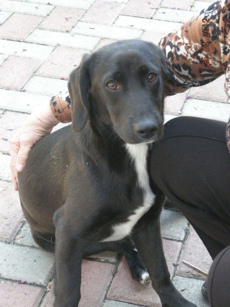 Ziva cucciola taglia medio pccola