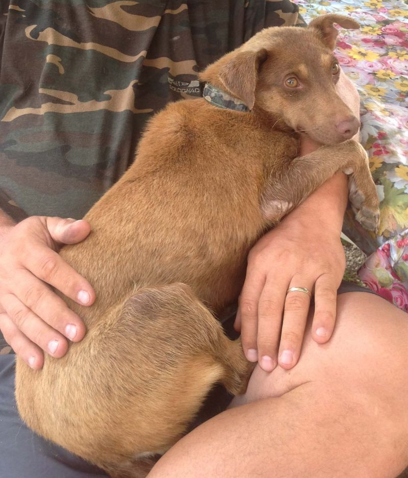 Fufy cagnolina taglia piccola