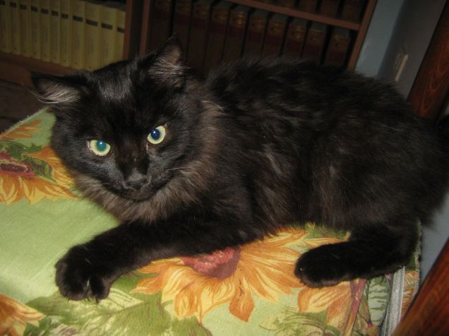 il gatto mim&Atilde;&not; 