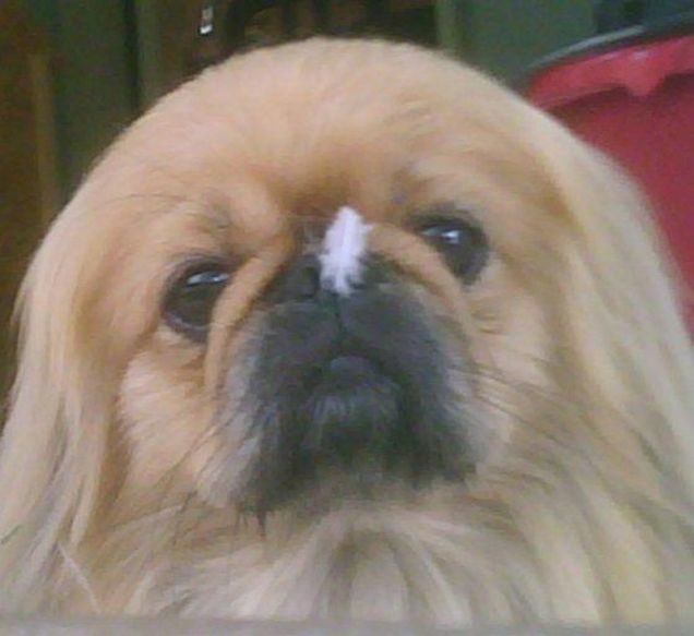 la piumetta sul nasino