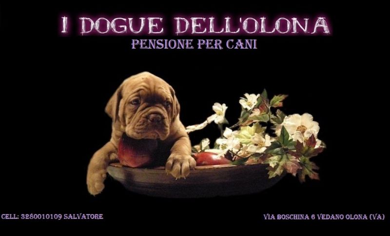 I DOGUE DELL'OLONA