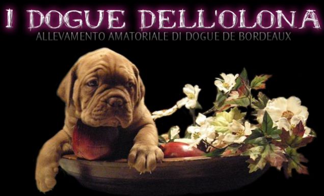 Cuccioli di dogue de bordeaux