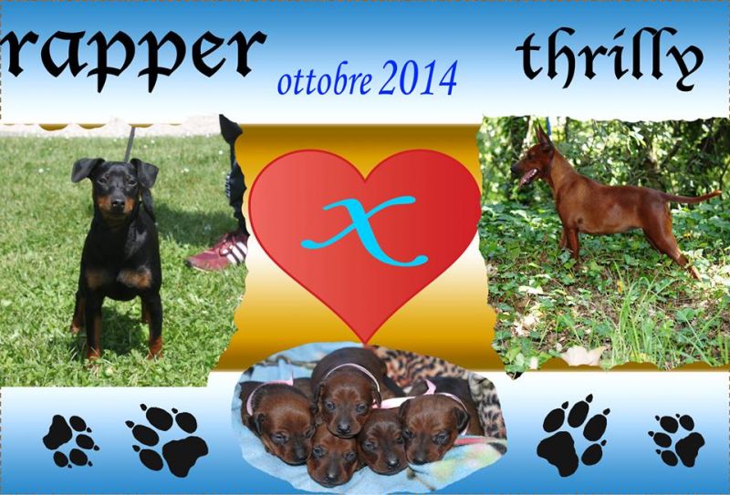 pinscher nano