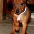 pinscher nano