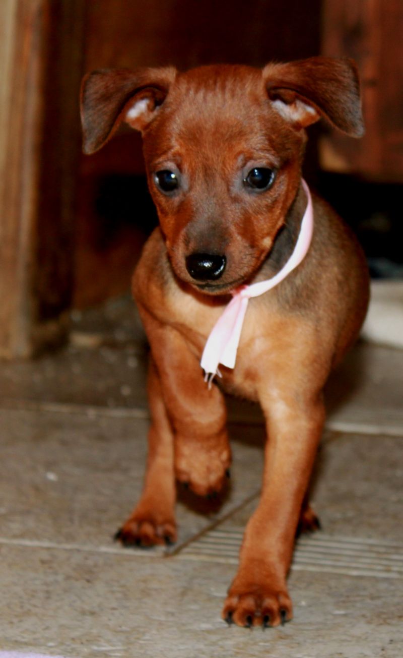 pinscher nano