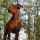 pinscher