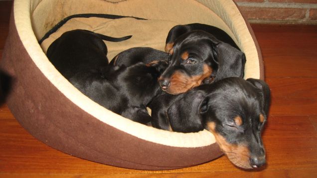 Cucciole di bassotto pelo raso nero focato