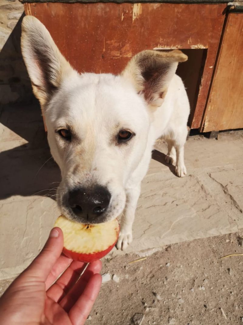 DOTTO cucciolone di 3 anni