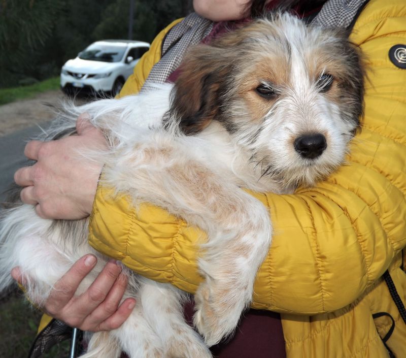 Beethoven e Chopin, cuccioli di 3 mesi in cerca di casa