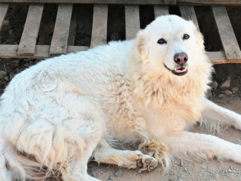 Chiara bellissima e dolcissima creatura in cerca d'amore