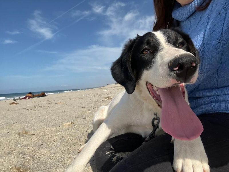 Cucciolo simil labrador in adozione 