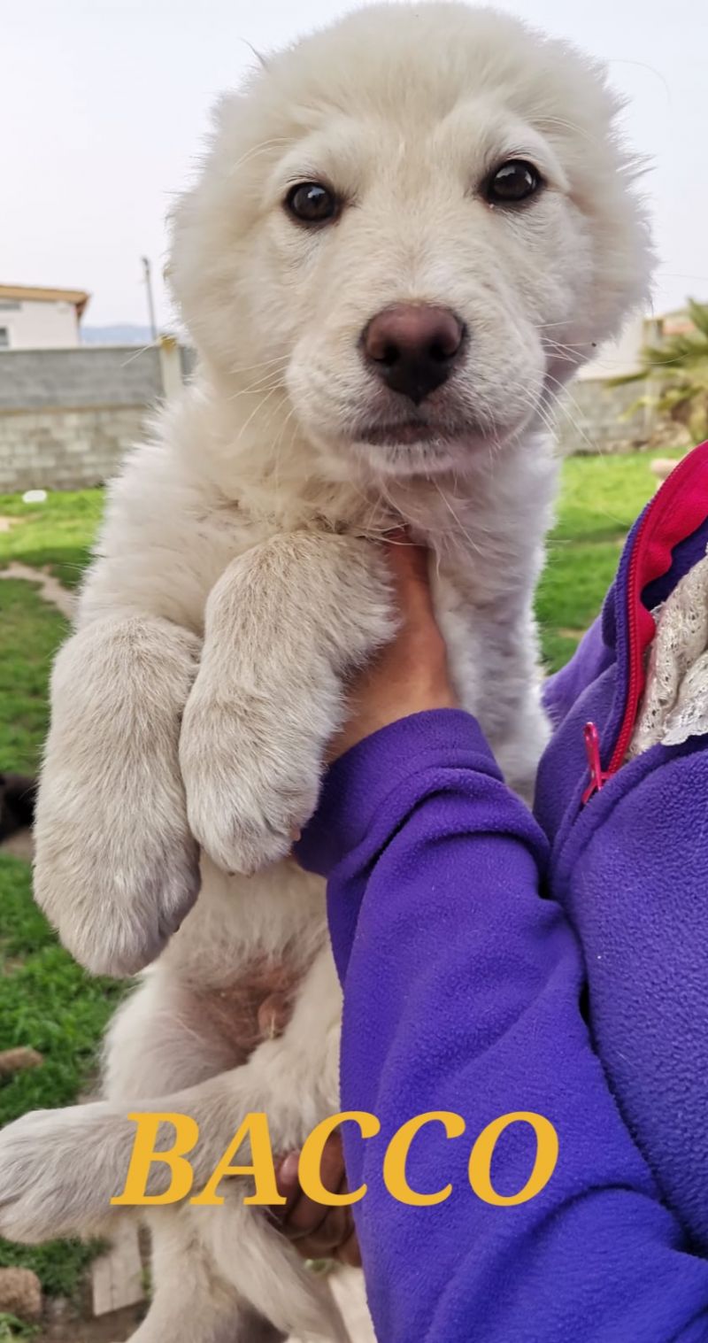 Cucciolo simil golden/labrador in adozione 