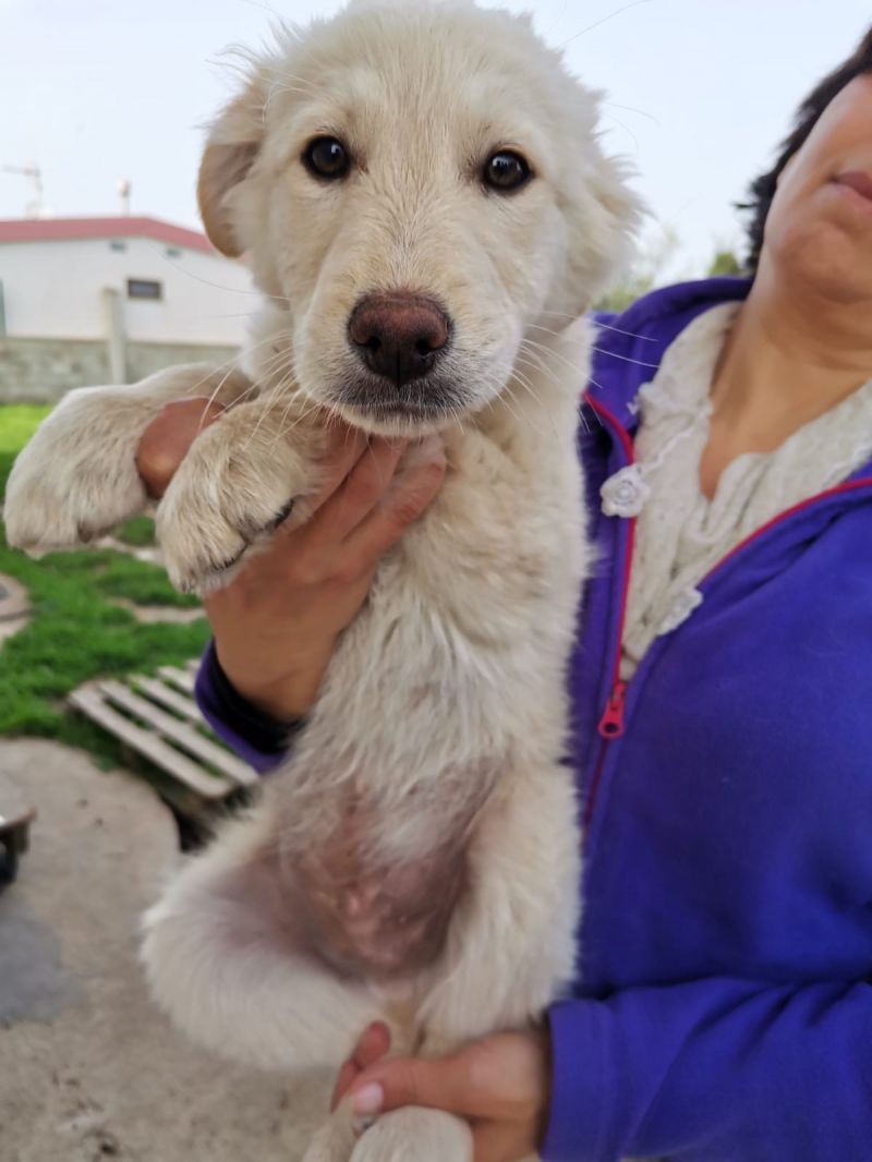 Cucciolo simil golden/labrador in adozione 