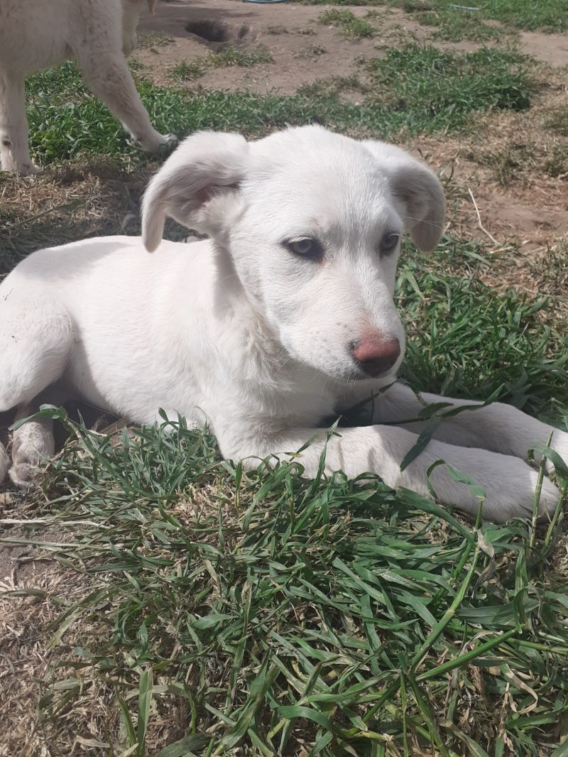 Cucciola simil labrador in adozione 