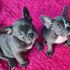 6 Cuccioli di Bouledogue Francese blue 