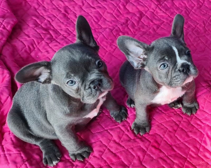 6 Cuccioli di Bouledogue Francese blue 