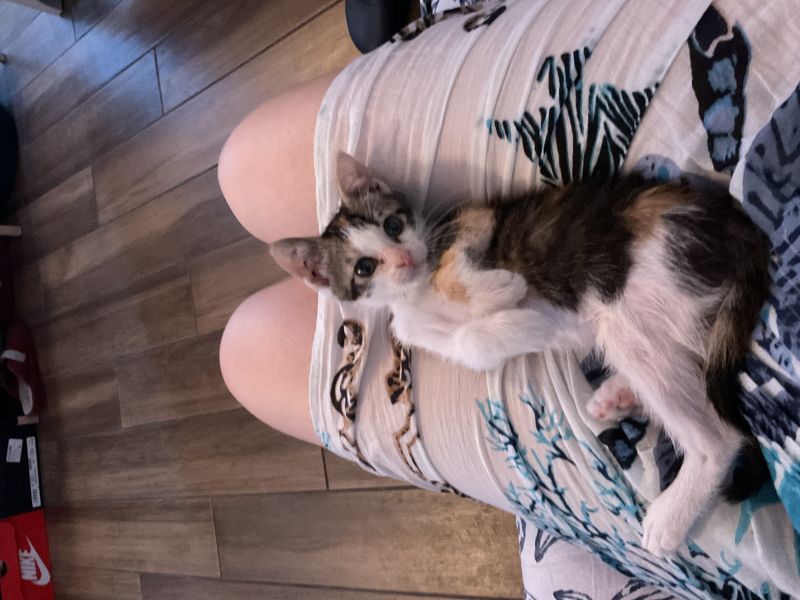 Bastet