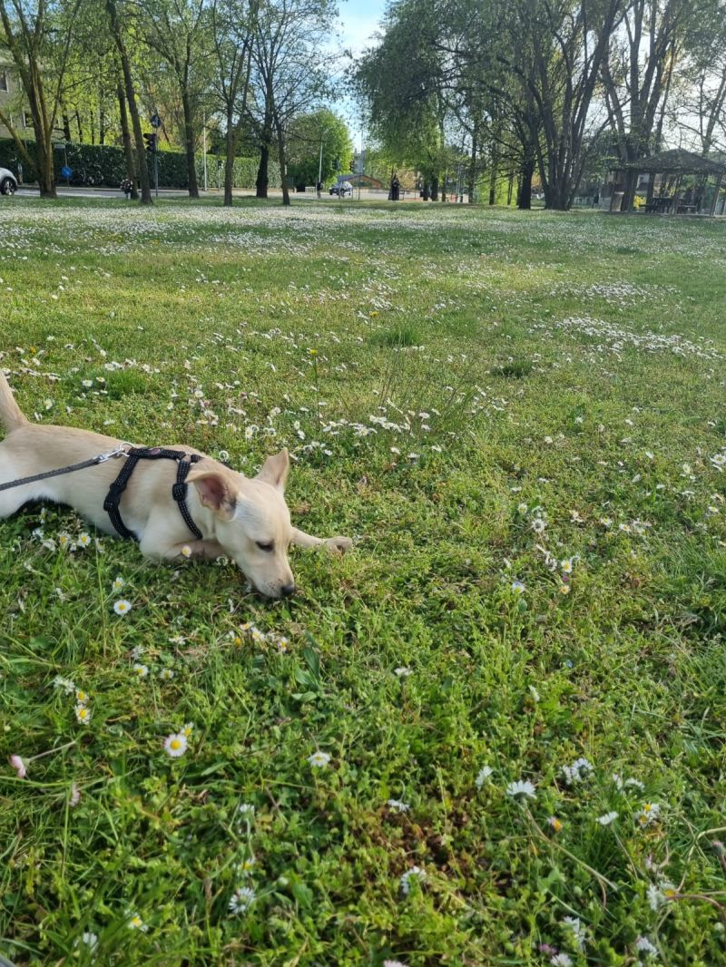 CAGNOLINA PER PET THERAPY 