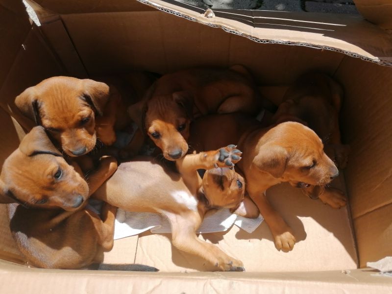 REGALO CUCCIOLI FUTURA TAGLIA MEDIA