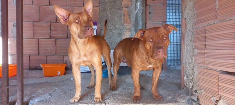 Kira e Tyson , American Pitbull Terrier.