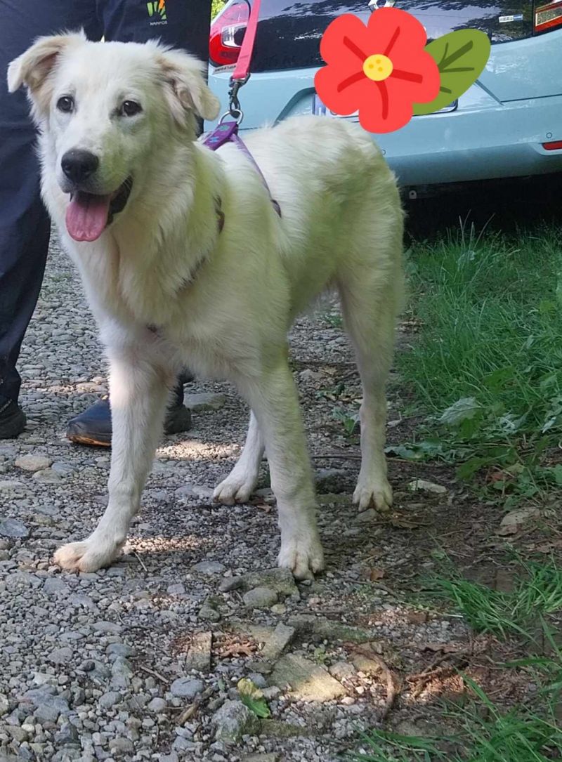 stupenda cagnolona in regalo