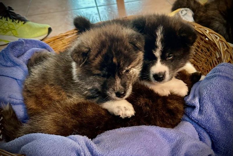 7 Cuccioli di Akita inu con pedigree disponibili alla vendita