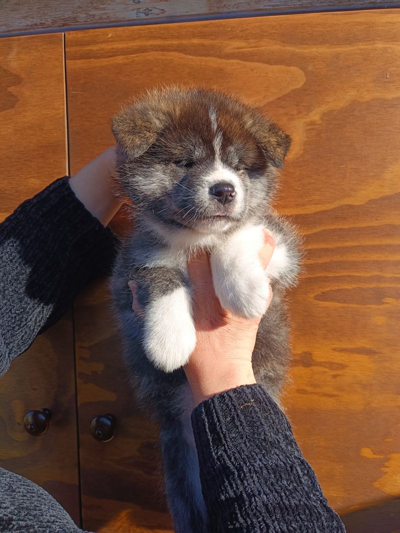 Cuccioli Akita inu con pedigree