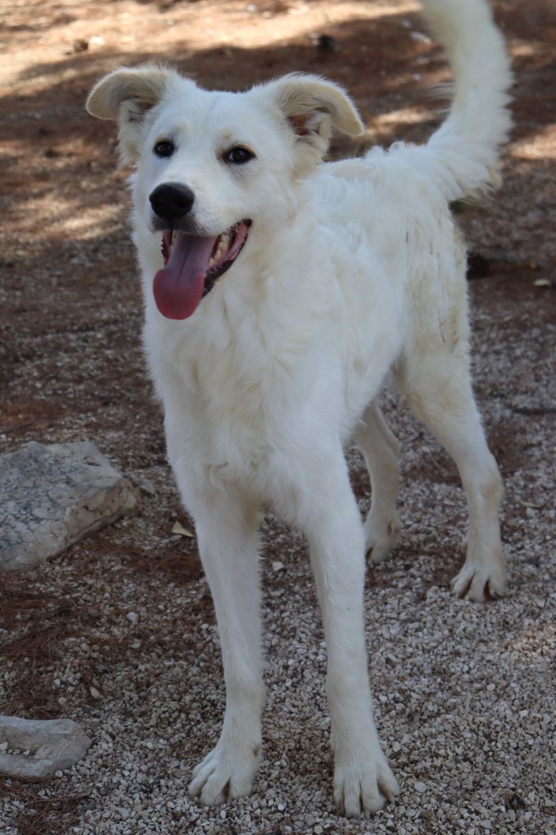  Barney, cucciolo soffice e dal carattere docile