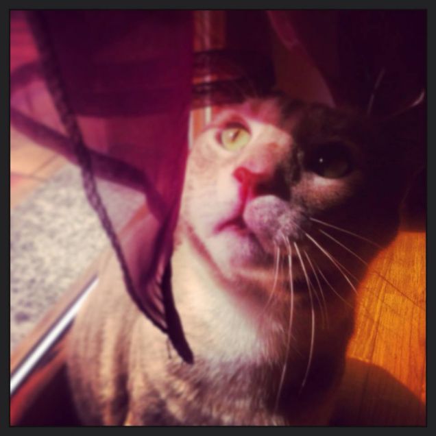 Sidicino gattociccione