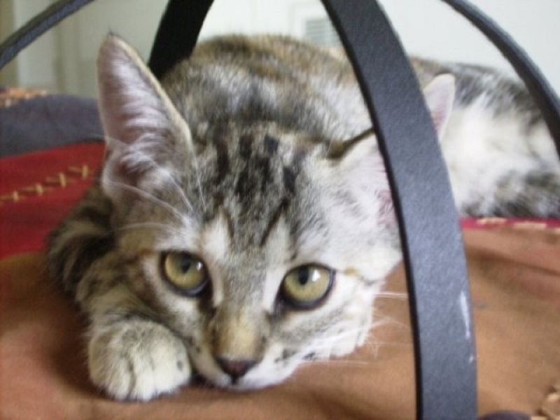 Bellissima gatta cerca nuova casa