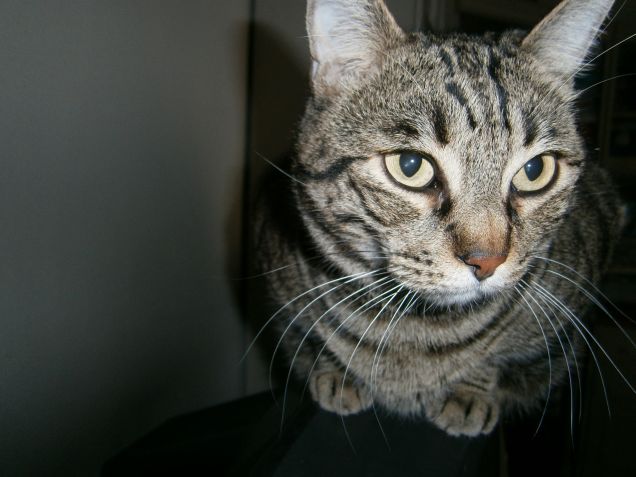 Toby di 10 anni e mezzo.