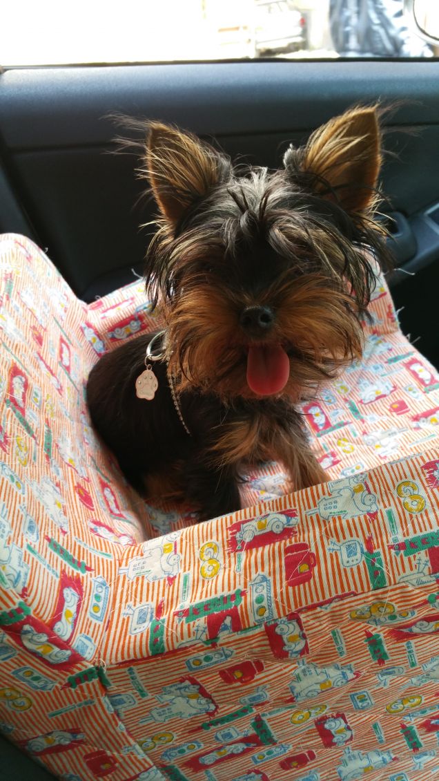 la mia nuova poltroncina