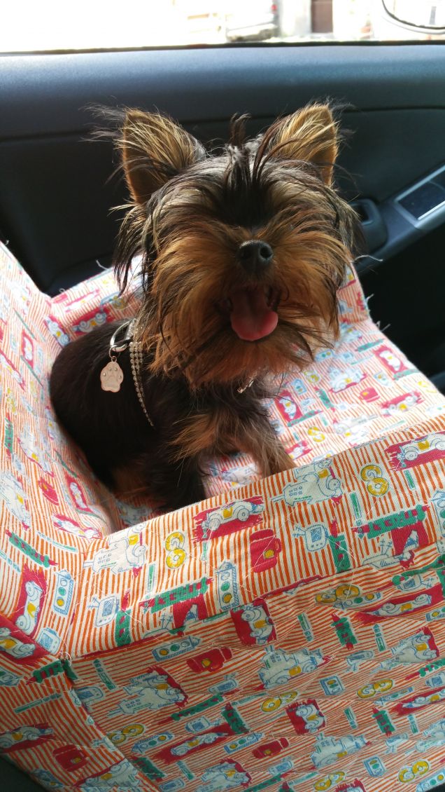 la mia nuova poltroncina