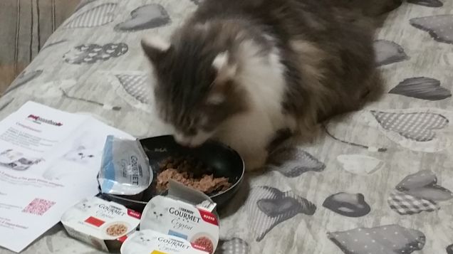 Kitty mangia