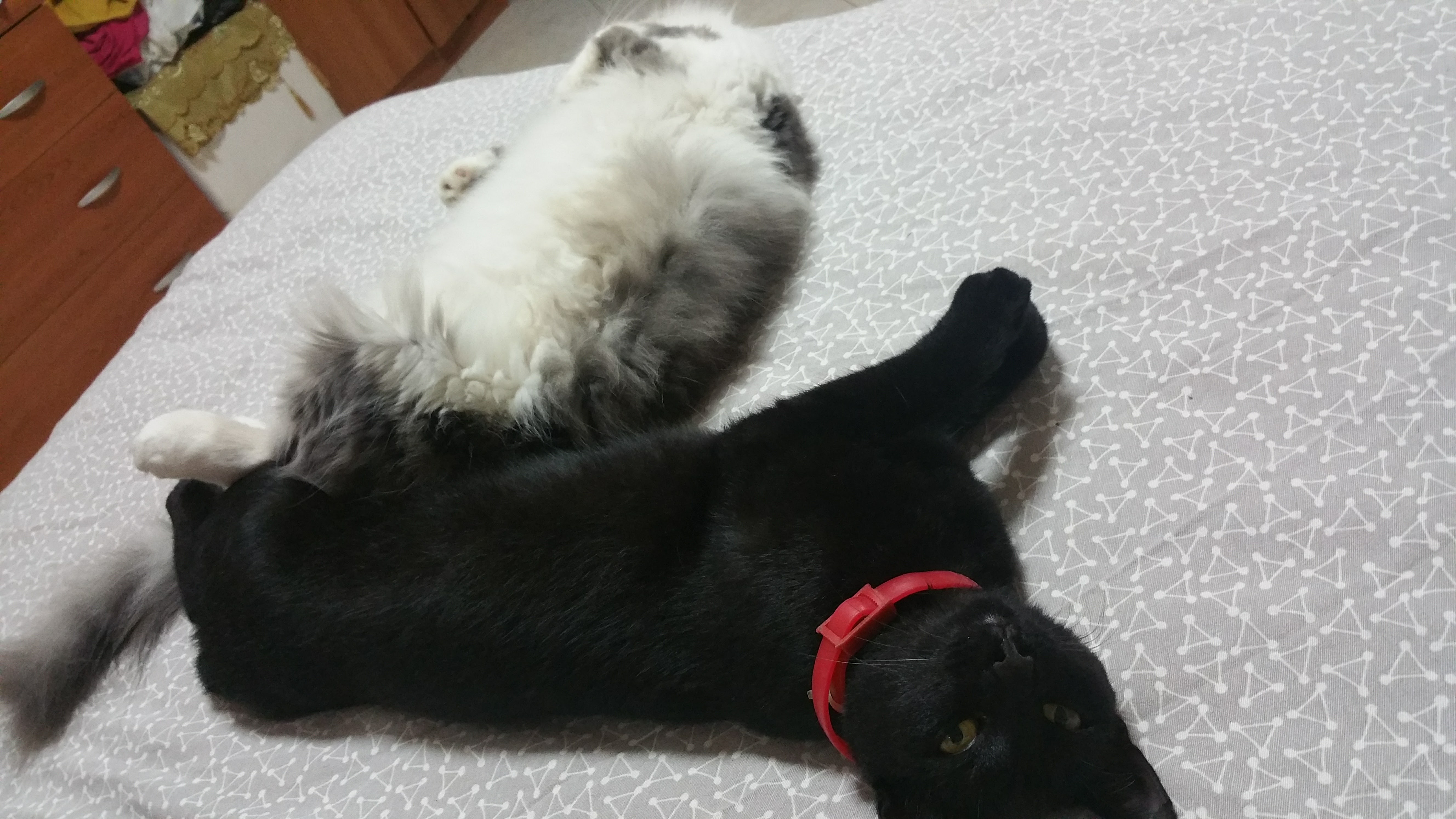 kitty e nerina | la grinta di nerina | Petpassion
