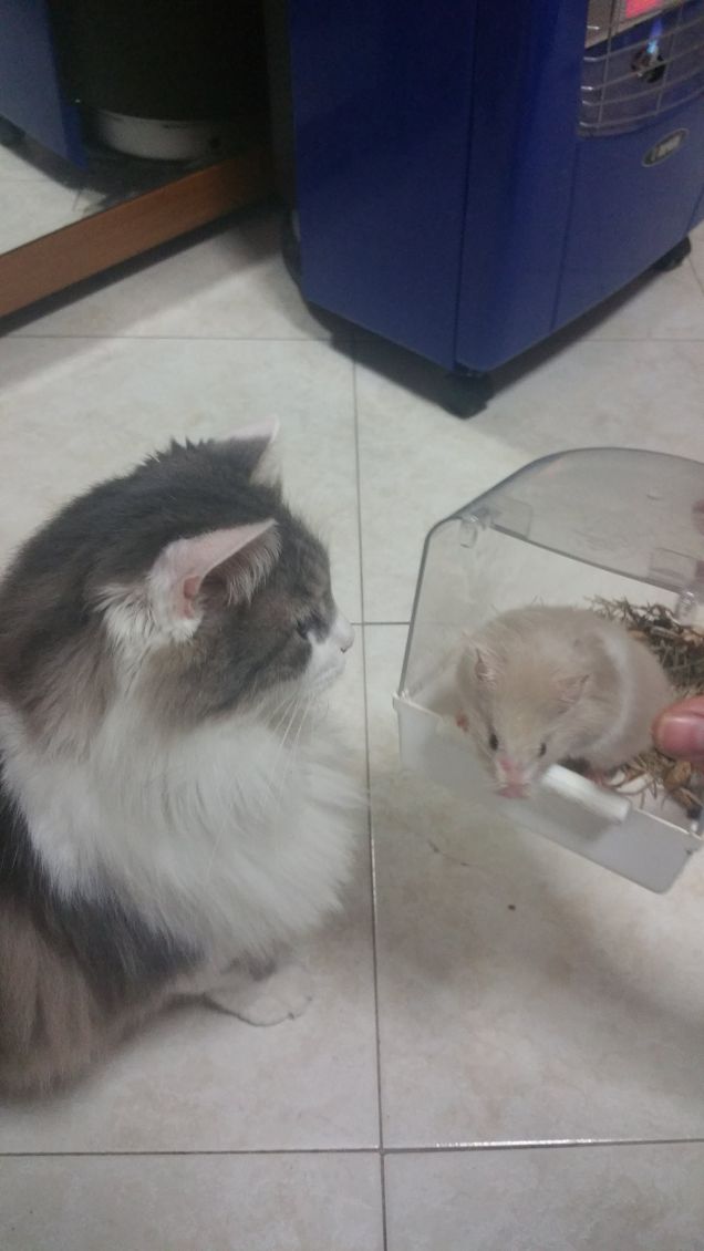 hello kitty vs priscilla