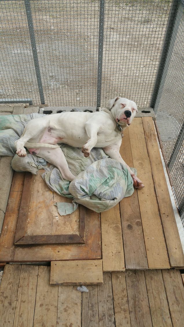 la copertina di linus