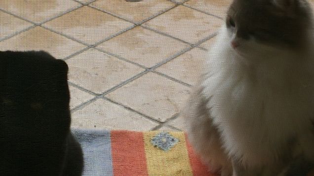 aspettando pazientemente