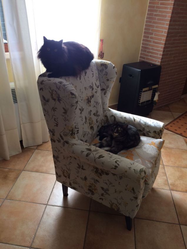 due gatti amici