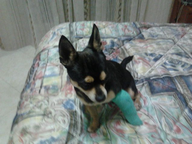 toby si è rotto la zampetta