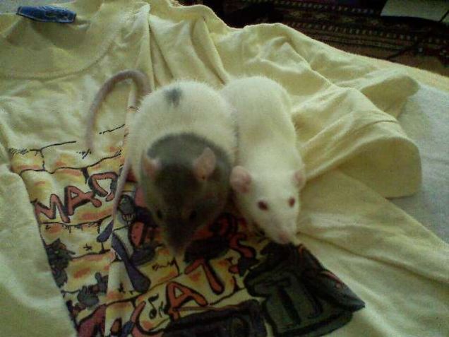 ratte domestiche Gemma e Esmeralda