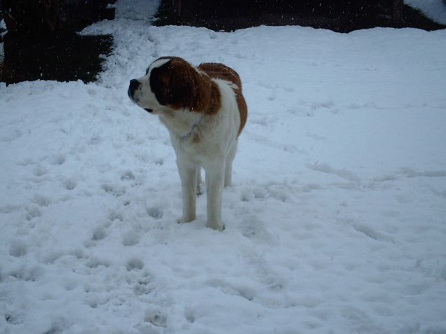 neve a novembre